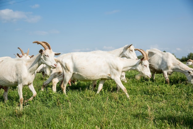 Mandria di capre da fattoria su un pascolo