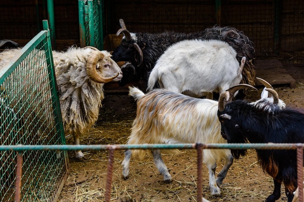 Mandria di capre, montoni e pecore in un recinto per bestiame in fattoria