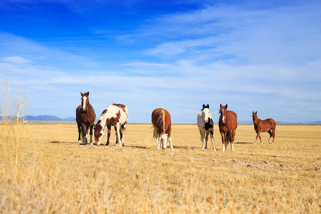 Mandria di cavalli al pascolo nel ranch occidentale