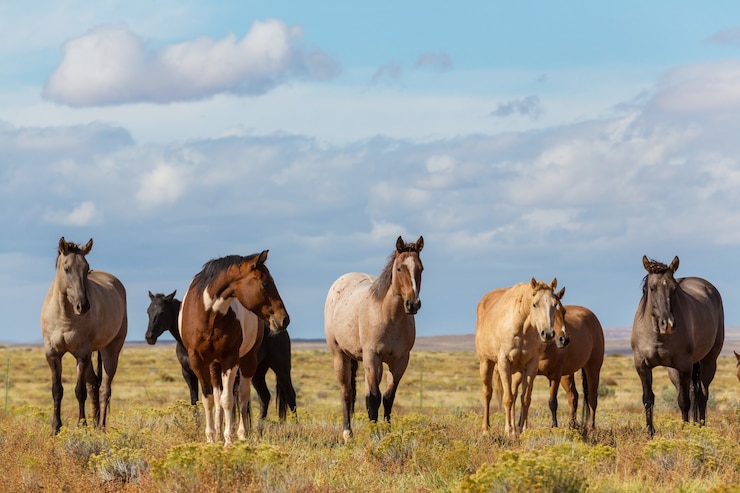 Foto mandria di cavalli correre al pascolo in cile, sud america