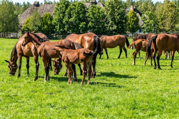 Mandria di cavalli d'élite pascola sul prato vicino alla foresta