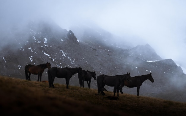 Mandria di cavalli in montagna, bella fotografia della natura, tempo nebbioso mistico. Atmosfera autunnale. Cavalli al pascolo.