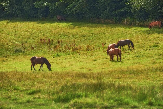 Mandria di cavalli marroni che mangiano erba mentre vagano in un campo in campagna con copyspace Animali stallone che pascolano sul prato verde al sole Allevamento di animali equini in un ranch o in una fattoria