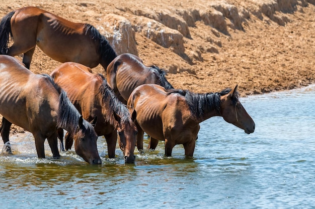 Mandria di cavalli selvaggi beve acqua nella steppa