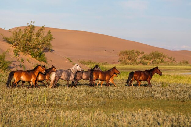 Mandria di cavalli selvaggi nel deserto