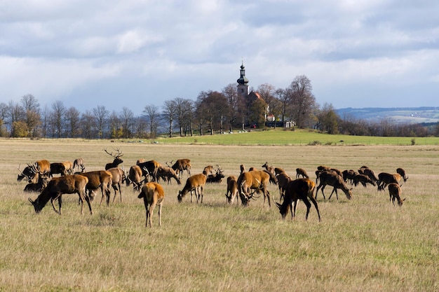 Mandria di cervi soleggiato giorno d'autunno chiesa sfondo Repubblica ceca