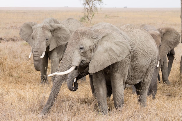 Mandria di elefanti dal Parco Nazionale del Serengeti Tanzania Africa