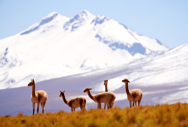 Mandria di guanachi nell'altiplano contro una montagna innevata della riserva nazionale del flamenco nella regione di Antofagasta