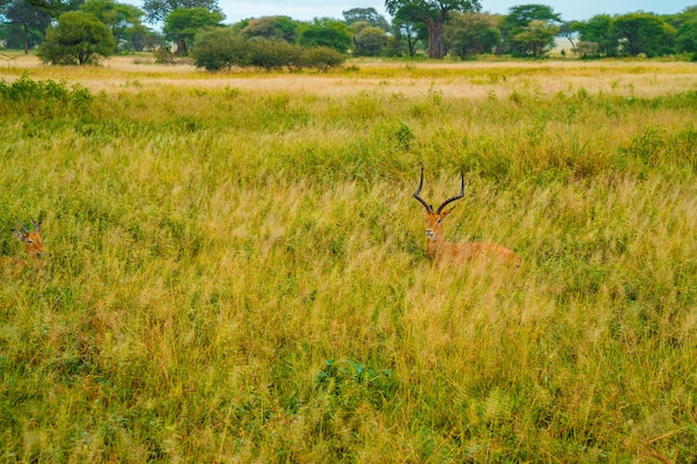 Mandria di Impala sulle praterie del Parco Nazionale del Serengeti, Antilope africana impala, Arusha, Tanzania