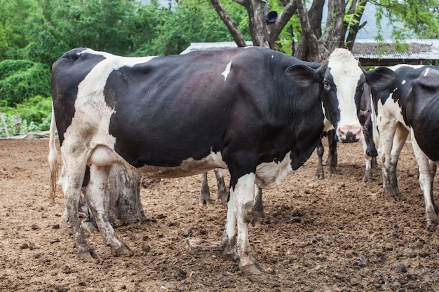 mandria di mucca di latte in azienda