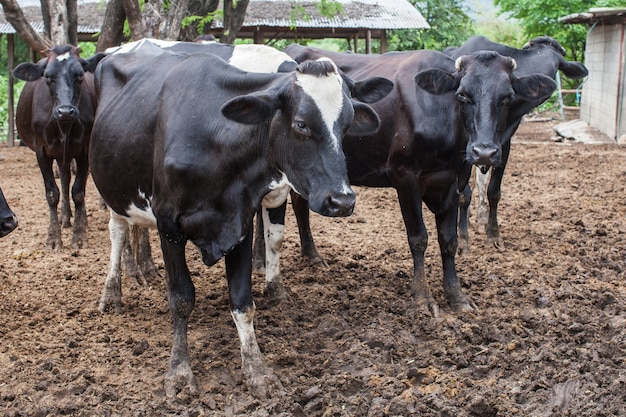 mandria di mucca di latte in azienda