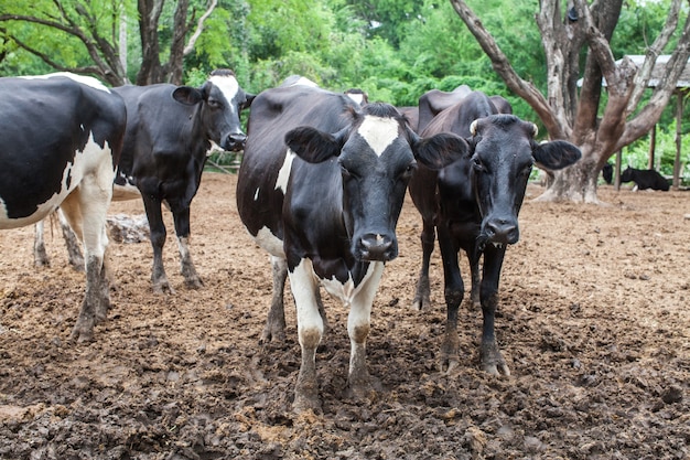 mandria di mucca di latte in azienda