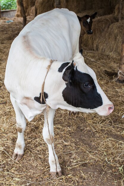 mandria di mucca di latte in azienda