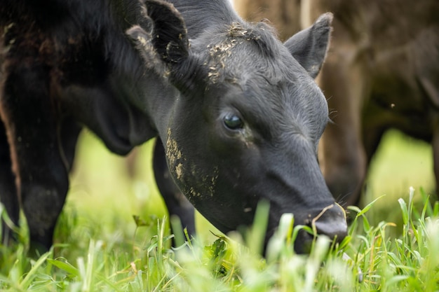 Mandria di mucche al pascolo in un campo bovini angus rigenerativi in un paddock