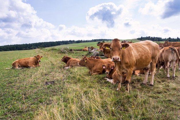 Mandria di mucche che guardano la macchina fotografica e pascolano sul bellissimo prato verde di montagna giorno d'estate copia spazio concetto di agricoltura biologica ecologica sostenibile