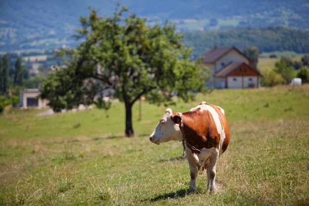 Mandria di mucche che producono latte per il formaggio Gruyère in Francia in primavera