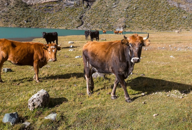 Mandria di mucche in estate campo verde .agricoltura agricoltura pascolo rurale