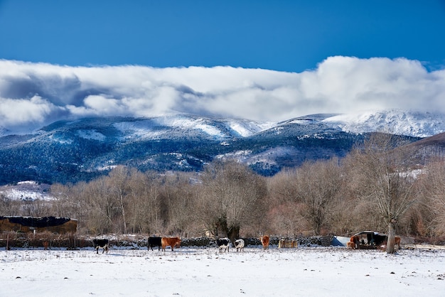 Mandria di mucche in un campo invernale