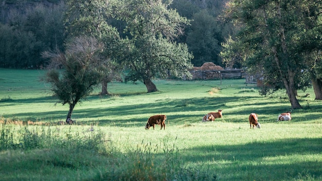 Mandria di mucche in un prato soleggiato