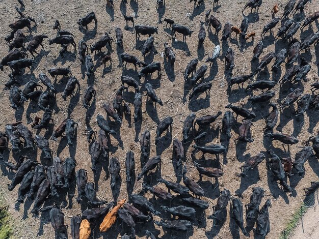 Mandria di mucche nel campo della pampa Argentina