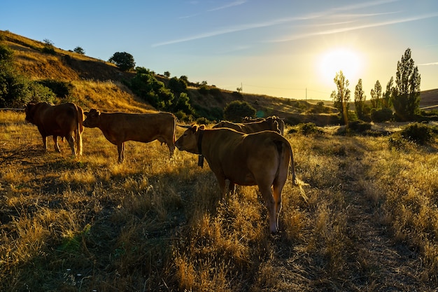 Mandria di mucche nel campo retroilluminato al tramonto sulle montagne.