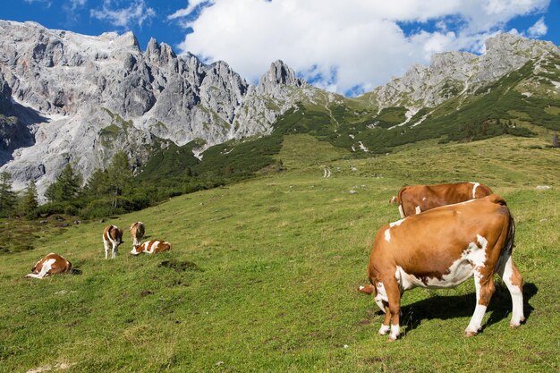 Mandria di mucche pascolano in un pascolo nelle Alpi Le Alpi austriache