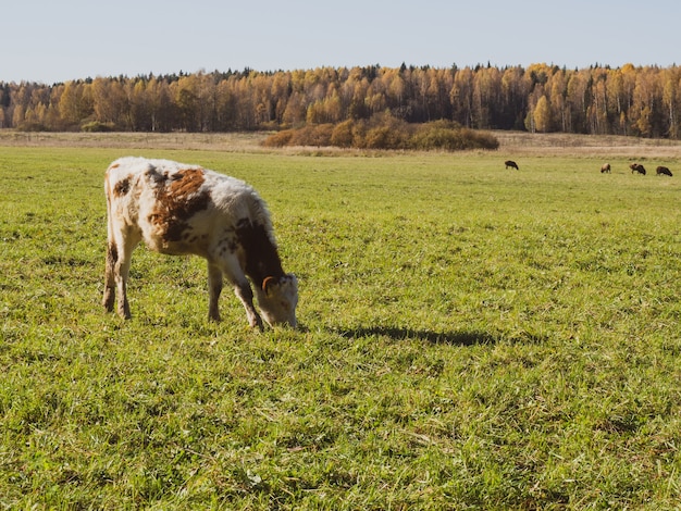 Mandria di mucche pascolano nel campo verde autunnale