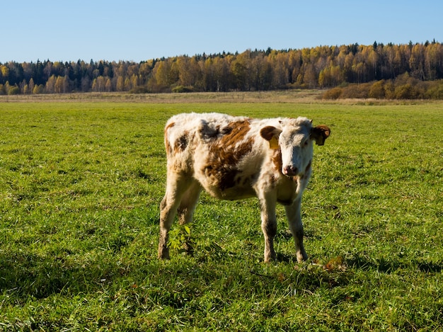 Mandria di mucche pascolano nel campo verde autunnale