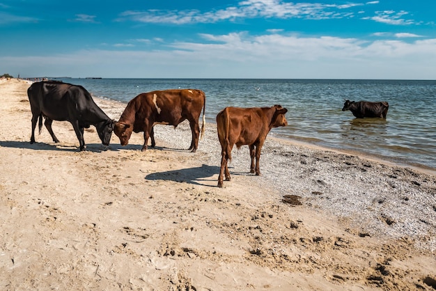 Mandria di mucche selvatiche sulla spiaggia