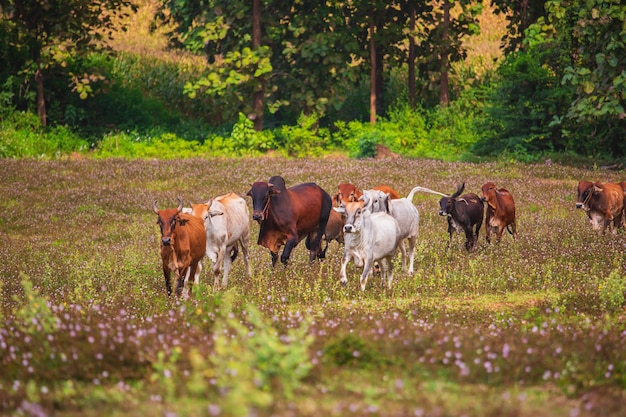 Mandria di mucche su un campo