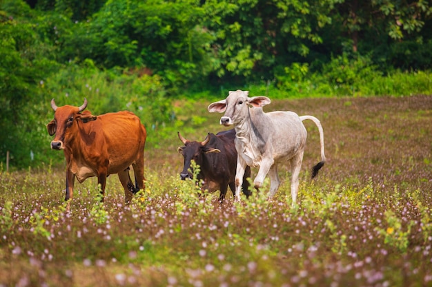 Mandria di mucche su un campo