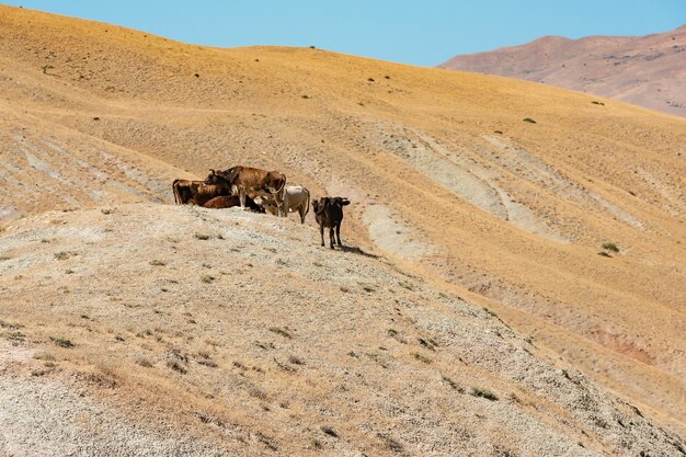 Mandria di mucche sul fianco della montagna