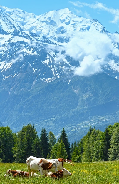 Mandria di mucche sulla radura in fiore e il massiccio del Monte Bianco (valle di Chamonix, Francia, vista dalla periferia di Plaine Joux)