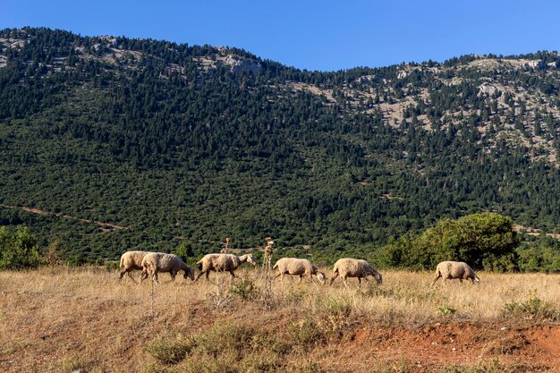 Mandria di pecore al pascolo su un prato di montagna