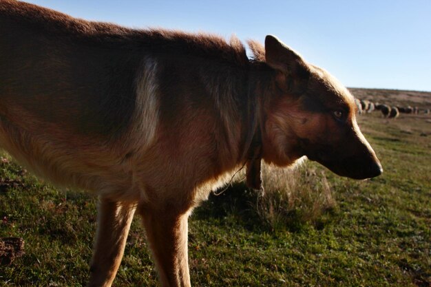 Mandria di pecore e cane lupo