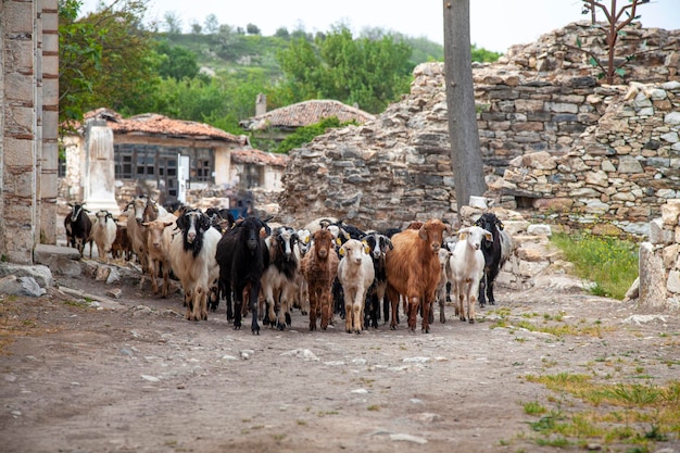 Mandria di pecore e montoni nella città antica. Giovani e vecchie pecore sulla vecchia strada tra le case di pietra