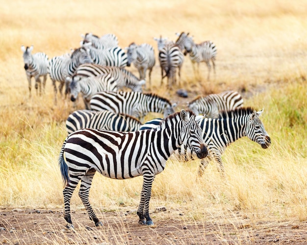 Mandria di zebre in Africa