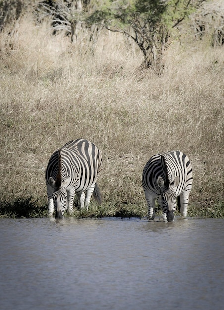 Mandria di zebre nella savana africana