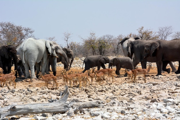 Mandrie di elefanti con cuccioli di elefante e antilopi arrivarono all'abbeveratoio nel deserto