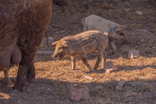 Mangalica una razza ungherese di maiale domestico.