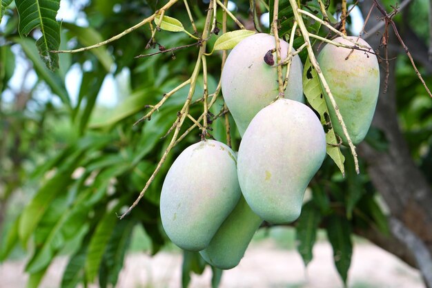 Manghi su un albero nel giardino di un contadino