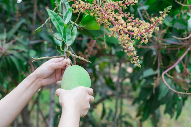 Manghi tailandesi freschi in giardino con la priorità bassa del cielo blu