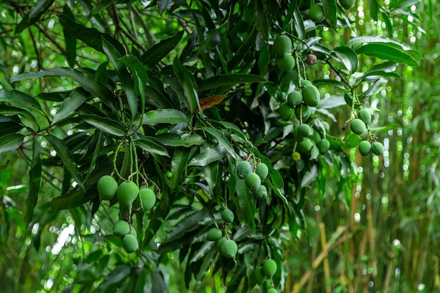 Manghi verdi sull'albero in una piantagione brasiliana. Mango.