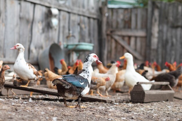 Mangiare oche e pollo nella fattoria