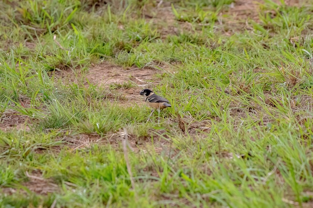 Mangiasemi dal collare arrugginito Uccello della specie Sporophila collaris