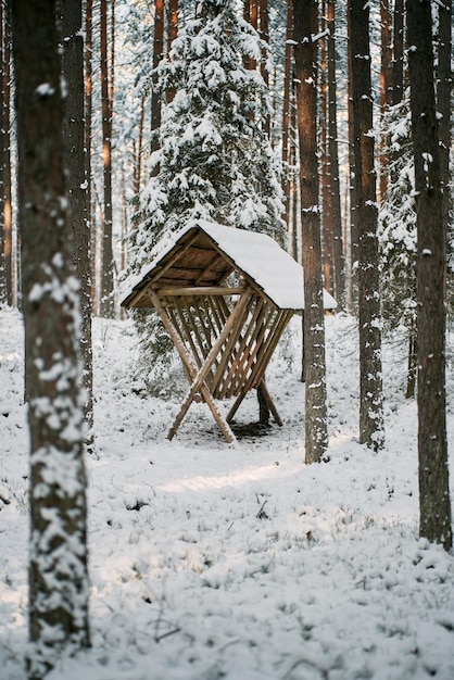 Mangiatoia per animali nella foresta innevata Stazione di alimentazione nei boschi invernali selvaggi e rurali