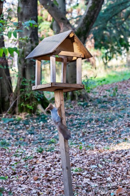 Mangiatoia per scoiattoli e animali selvatici della foresta. Lo scoiattolo mangia cibo