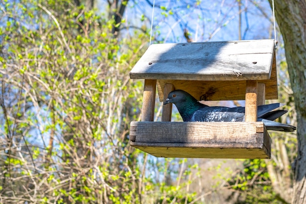 Mangiatoia per uccelli a forma di casa appesa a un albero Giornata di sole estivo del parco Primo piano di una piccola casetta per uccelli in legno