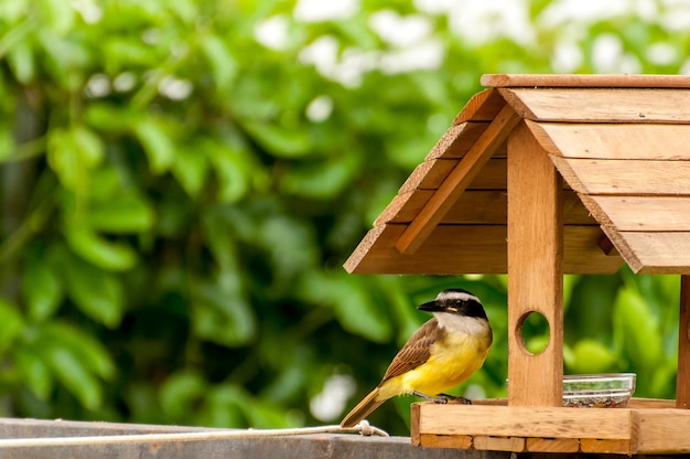 Mangiatoia per uccelli con grande Kiskadee Pitangus sulphuratus