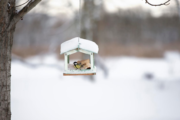 Mangiatoia per uccelli sullo sfondo di un paesaggio invernale.